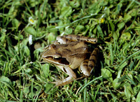 : Rana dalmatina; Agile Frog