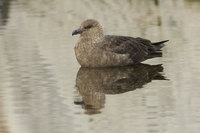 : Catharacta maccormicki; South Polar Skua