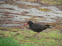 : Haematopus fuliginosus; Sooty Oystercatcher