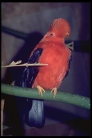 : Rupicola peruviana; Guianan Cock-of-the-rock