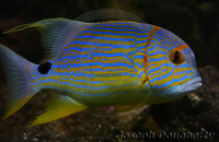 : Symphorichthys spilurus; Emperor Snapper