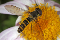 : Allograpta micrura; Hover Fly
