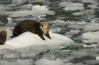 : Enhydra lutris; Sea otter