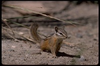 : Tamias minimus; Least Chipmunk