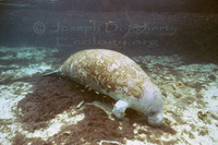 : Trichechus manatus; Manatee