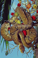 : Corallus ruschenbergerii
