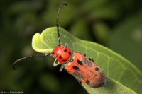 : Tetraopes tetraophthalmus; Red Milkweed Beetle;