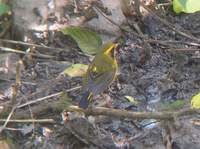 Golden Bush Robin (Tarsiger chrysaeus) 2005. január 14. Sat Tal, behind tea stalls