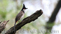 Red-whiskered Bulbul Pycnonotus jocosus