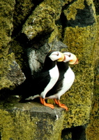 Horned Puffins. Copyright Borderland Tours. All rights reserved.