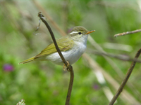 산솔새 Phylloscopus occipitalis | crowned willow warbler