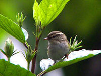 świstunka żółtawa Phylloscopus inornatus