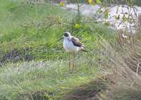 Black-winged Stilt (Himantopus himantopus)