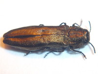 Agrilus integerrimus