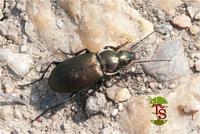 Poecilus cupreus