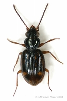 Trepanes octomaculatus