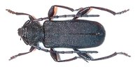 Ropalopus macropus