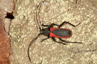 Purpuricenus kaehleri var. litoralis