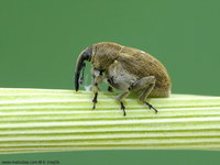 Sibinia pellucens