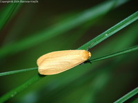 Eilema sororcula - Orange Footman