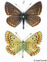 Aricia agestis - Brown Argus