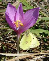 Colias alfacariensis - Berger's Clouded Yellow