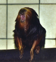 Golden-headed lion tamarin (Leontopithecus chrysomelas)