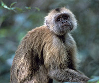 Wedge-capped capuchin (Cebus olivaceus)