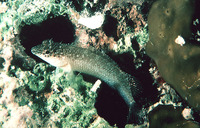 Malacoctenus macropus, Rosy blenny: aquarium