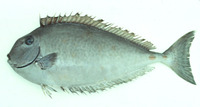 Naso tuberosus, Humpnose unicornfish: