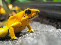 Phyllobates terribilis 'orange'