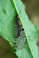 Osmylus fulvicephalus