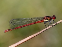 Pyrrhosoma nymphula - Large Red Damselfly