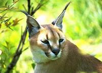 Image of: Caracal caracal (caracal)