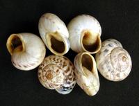 Marmorana muralis