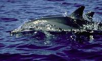 Image of: Stenella longirostris (spinner dolphin)