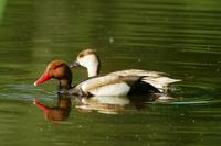 Netta rufina - Red-crested Pochard