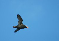 Fratercula cirrhata - Tufted Puffin