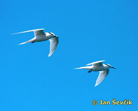 Sterna sumatrana - Black-naped Tern