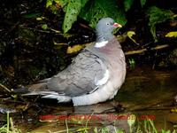 Columba palumbus - Woodpigeon