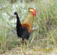 Gallus lafayetii - Ceylon Junglefowl