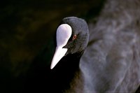 Fulica atra - Common Coot