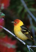 Piranga ludoviciana - Western Tanager