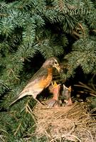 Turdus migratorius - American Robin