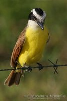 Pitangus sulphuratus - Great Kiskadee