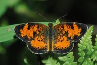 Image of: Phyciodes tharos