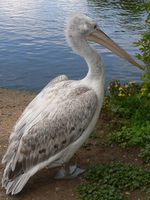 Pelecanus crispus - Dalmatian Pelican