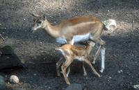 Antilope cervicapra - Blackbuck