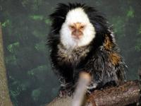 Callithrix geoffroyi - Geoffroy's Marmoset