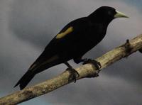 Image of: Cacicus cela (yellow-rumped cacique)